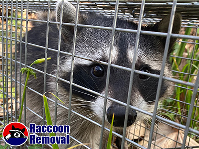 Los Angeles raccoon trapping